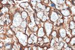 GPR161 Antibody in Immunohistochemistry (Paraffin) (IHC (P))