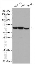 GPR161 Antibody in Western Blot (WB)
