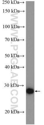 PAQR4 Antibody in Western Blot (WB)