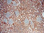 CHD9 Antibody in Immunohistochemistry (Paraffin) (IHC (P))
