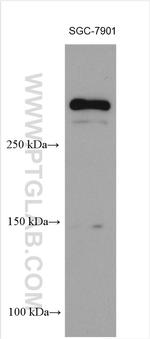 CHD9 Antibody in Western Blot (WB)