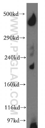 CHD9 Antibody in Western Blot (WB)