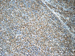 PDP2 Antibody in Immunohistochemistry (Paraffin) (IHC (P))