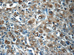 PDP2 Antibody in Immunohistochemistry (Paraffin) (IHC (P))