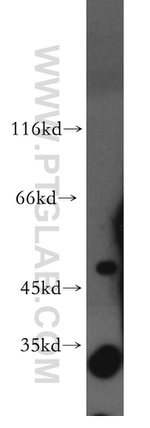 PDP2 Antibody in Western Blot (WB)