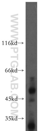PDP2 Antibody in Western Blot (WB)