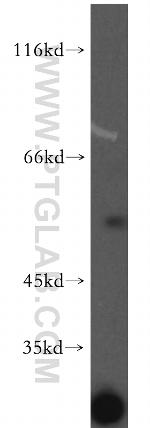 PDP2 Antibody in Western Blot (WB)