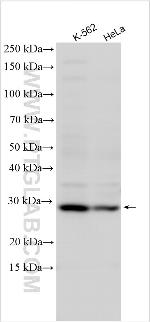 ATG10 Antibody in Western Blot (WB)