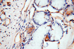 HRH1 Antibody in Immunohistochemistry (Paraffin) (IHC (P))