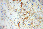 HRH1 Antibody in Immunohistochemistry (Paraffin) (IHC (P))