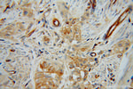 HRH1 Antibody in Immunohistochemistry (Paraffin) (IHC (P))