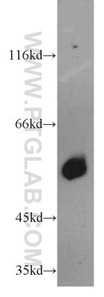 HRH1 Antibody in Western Blot (WB)
