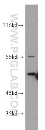 HRH1 Antibody in Western Blot (WB)