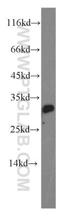 MED19 Antibody in Western Blot (WB)