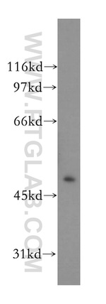 CNPase Antibody in Western Blot (WB)