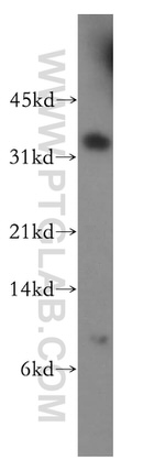 POLR2C Antibody in Western Blot (WB)