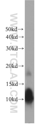 NDUFV3 Antibody in Western Blot (WB)