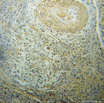CSRP1 Antibody in Immunohistochemistry (Paraffin) (IHC (P))