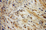 CSRP1 Antibody in Immunohistochemistry (Paraffin) (IHC (P))