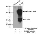 CSRP1 Antibody in Western Blot (WB)