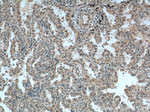 CSRP1 Antibody in Immunohistochemistry (Paraffin) (IHC (P))