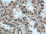 CSRP1 Antibody in Immunohistochemistry (Paraffin) (IHC (P))