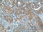 CSRP1 Antibody in Immunohistochemistry (Paraffin) (IHC (P))