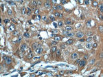 CSRP1 Antibody in Immunohistochemistry (Paraffin) (IHC (P))