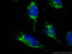 OCIAD2 Antibody in Immunocytochemistry (ICC/IF)