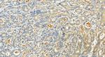 OCIAD2 Antibody in Immunohistochemistry (Paraffin) (IHC (P))