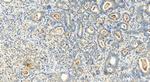 OCIAD2 Antibody in Immunohistochemistry (Paraffin) (IHC (P))