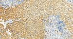 OCIAD2 Antibody in Immunohistochemistry (Paraffin) (IHC (P))