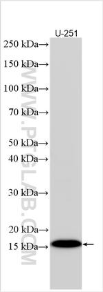 OCIAD2 Antibody in Western Blot (WB)