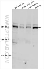 DSCAM Antibody in Western Blot (WB)