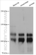 EPB41L1 Antibody in Western Blot (WB)