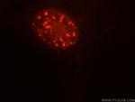 SFRS17A Antibody in Immunocytochemistry (ICC/IF)