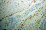 SFRS17A Antibody in Immunohistochemistry (Paraffin) (IHC (P))