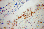 SFRS17A Antibody in Immunohistochemistry (Paraffin) (IHC (P))