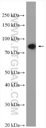 SFRS17A Antibody in Western Blot (WB)