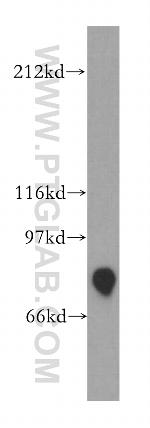 SFRS17A Antibody in Western Blot (WB)