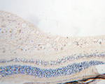 KCNS2 Antibody in Immunohistochemistry (Paraffin) (IHC (P))