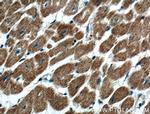 GIMAP2 Antibody in Immunohistochemistry (Paraffin) (IHC (P))