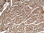 GIMAP2 Antibody in Immunohistochemistry (Paraffin) (IHC (P))