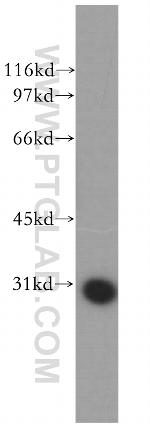GIMAP2 Antibody in Western Blot (WB)