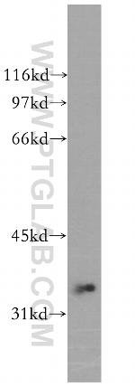 PSTPIP2 Antibody in Western Blot (WB)