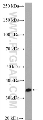 PSTPIP2 Antibody in Western Blot (WB)