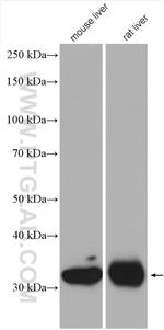 GPD1 Antibody in Western Blot (WB)