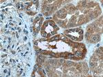 MAPK15 Antibody in Immunohistochemistry (Paraffin) (IHC (P))