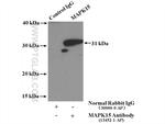 MAPK15 Antibody in Immunoprecipitation (IP)