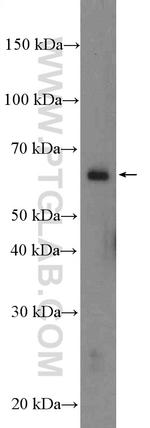 MAPK15 Antibody in Western Blot (WB)